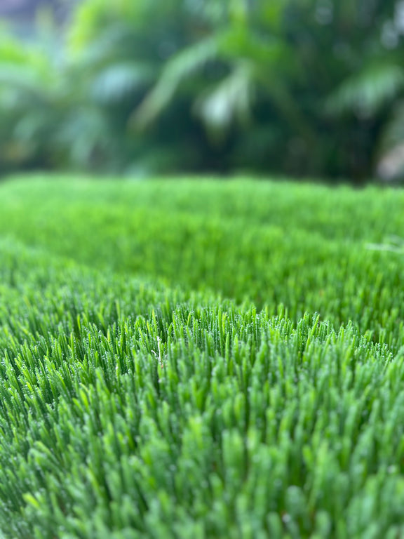 Sprouted Barley Grass