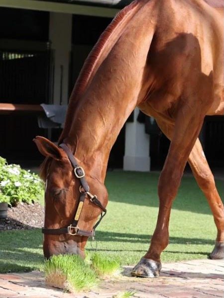 Ansgar Holtgers Jr.'s horse eating fresh Equi Greens